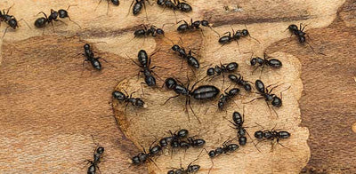 The Facts on Ants and Ant Bites