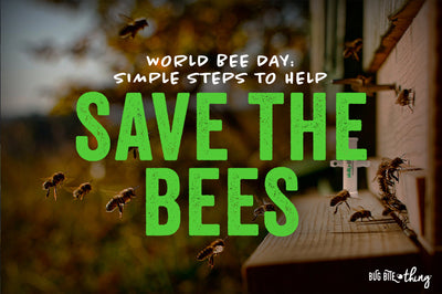 World Bee Day: Simple Steps to Help Save the Bees