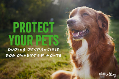 Protect Your Pets During Responsible Dog Ownership Month