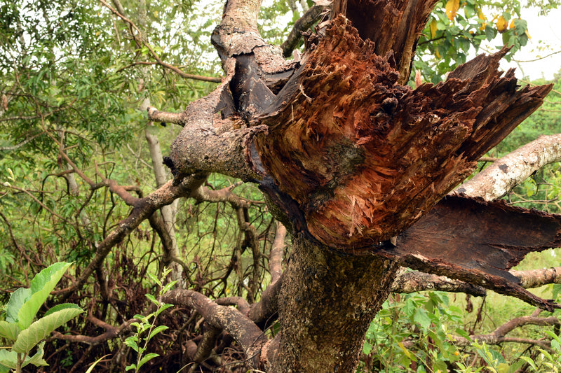 Tree Branch Removal: DIY or Professional?