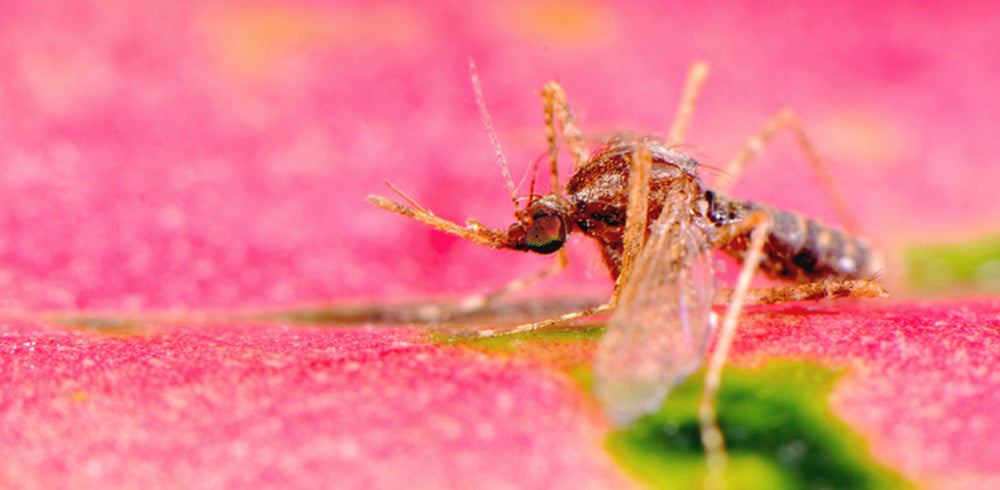 The Small but Pesky Mosquito Bite