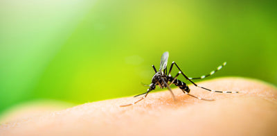 Zika Virus and Bug Bite Thing