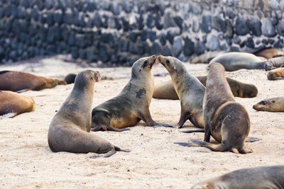 3 Best Beaches to Play with Sea Lions This Summer