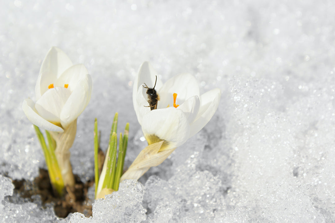 When Do Bugs Come Back After Winter?