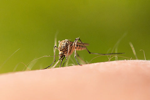 Where Did the Mosquitoes Go?