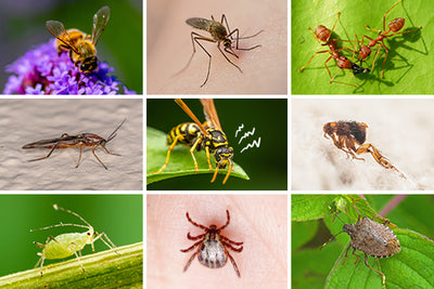 The Low-Down on Spring Bugs: Which Insects Come Out in Spring and How Should I Prepare?