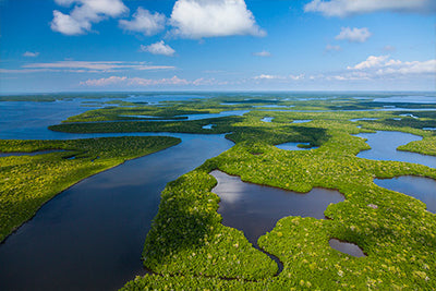5 Facts to Learn About the Florida Everglades Before Visiting