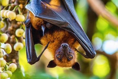 Why You WANT Bats to Call Your Property Home