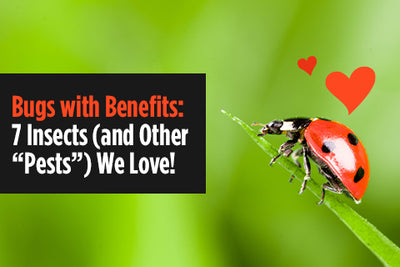 Bugs with Benefits: 7 Insects (and Other “Pests”) We Love