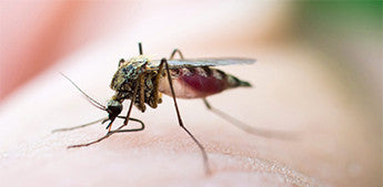 7 Tips to get you through mosquito season in 2017