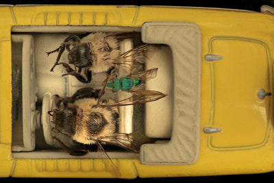 Bugs Funny: The 20 Best Bug Jokes and Memes