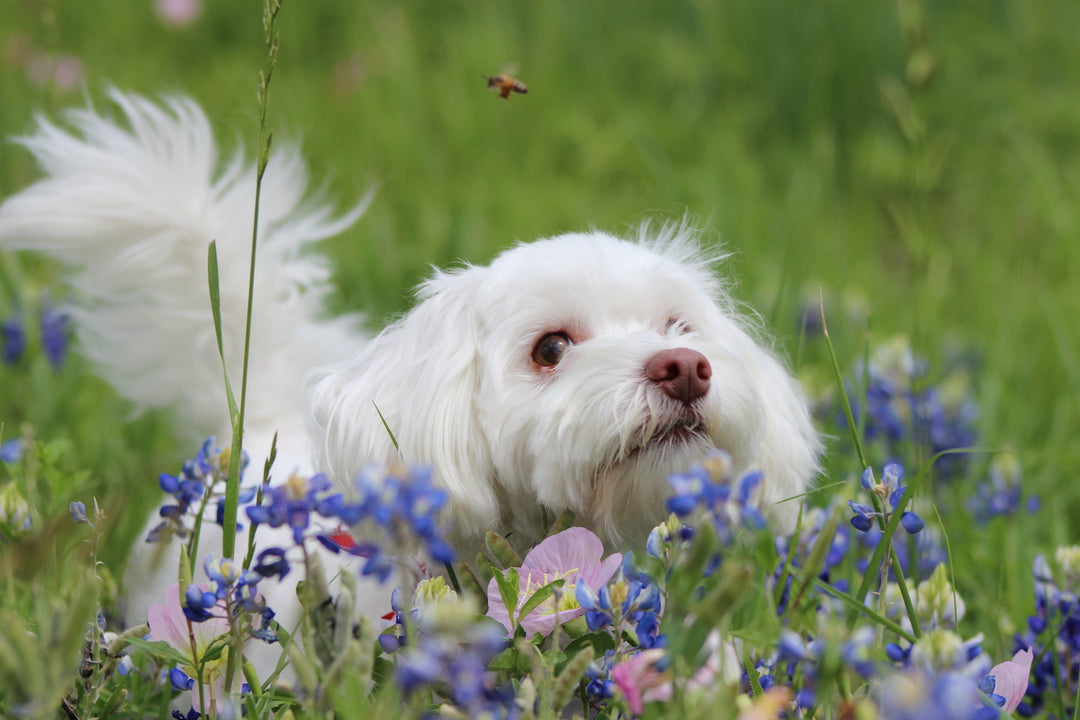 Do Bugs Bother Dogs and Cats?