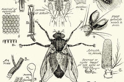 5 Black Entomologists Who Made History