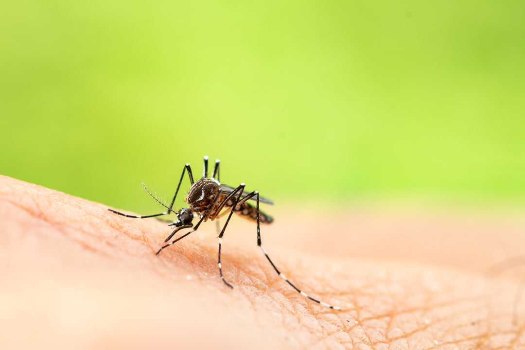 How Instant is Instant Bug Bite Relief? Hows & Whys of Mosquito Bites