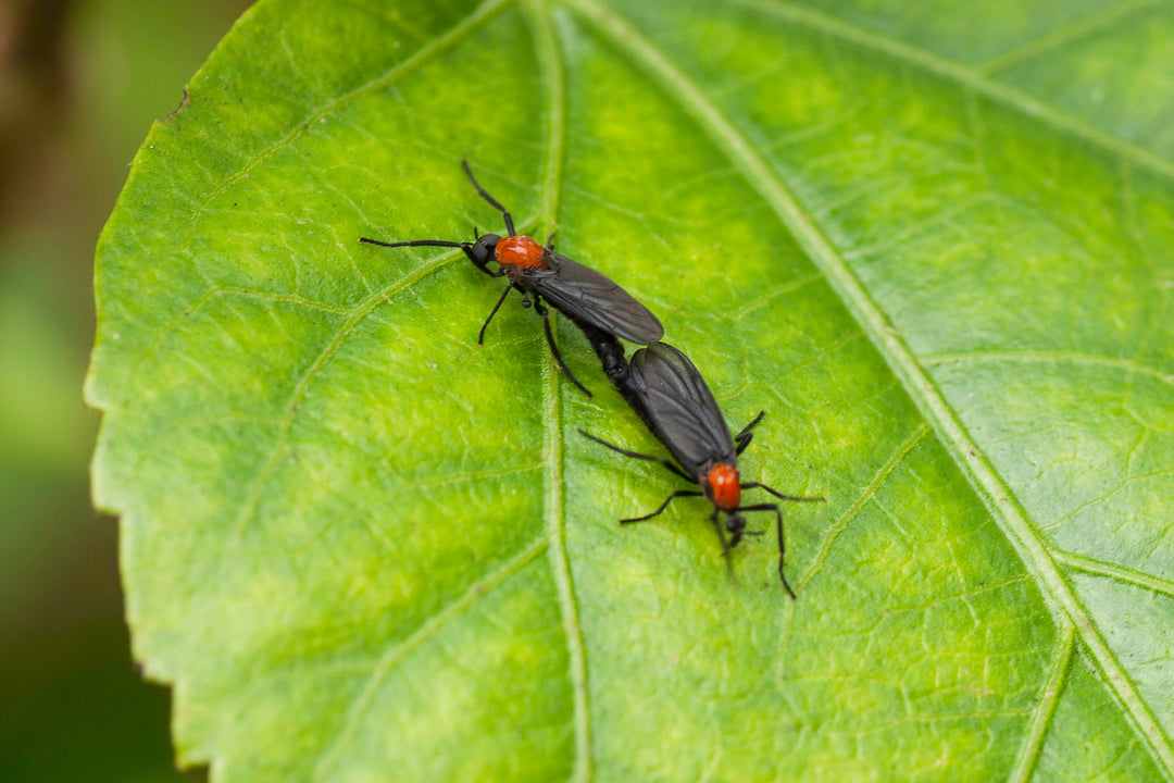 We're Stuck on You: Giving Lovebugs Some Love this Valentine's Day