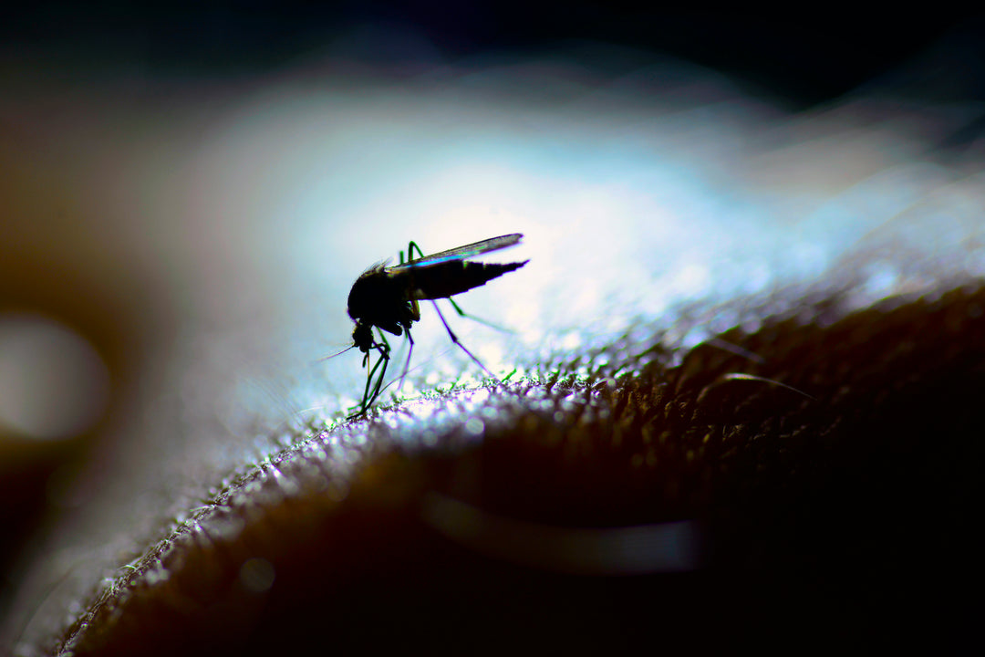 Pesky Ankle-Biters: Why Do Mosquitoes Bite Feet and Ankles?