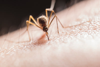 Which Blood Type is Most Attractive to Mosquitoes?
