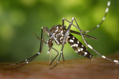 What You Need to Know About Mosquito-Borne Illnesses This Fall