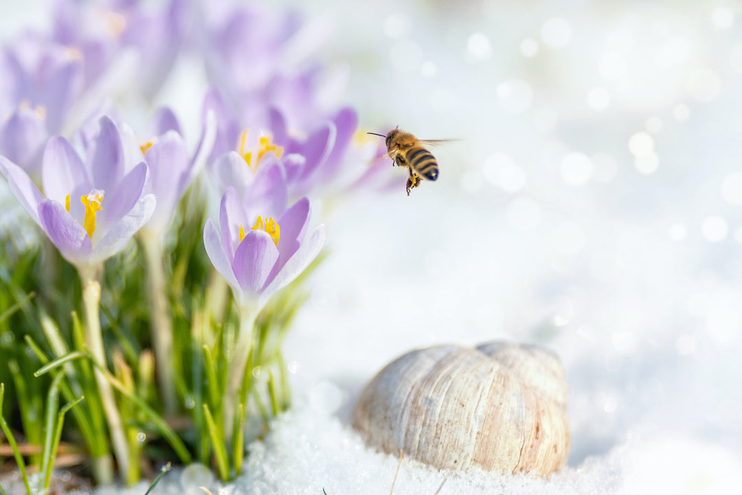Which Bugs are Most Active in Winter, and Where Do They All Go?