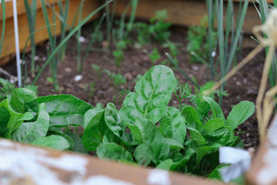 How to Grow Your Own Vegetable Garden at Home