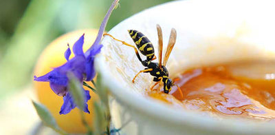 How To Decrease the Pain of Wasp Stings